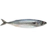 MACKEREL